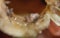 Dead Mite found in a Reed Stem - Macro Close Up