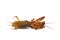 Dead mole cricket insect