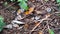 Dead Monarch butterflies on the forest floor at El Capulin Sanctuary