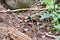 Dead Monarch butterflies on the forest floor at El Capulin Sanctuary