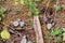 Dead Monarch butterflies on the forest floor at El Capulin Sanctuary