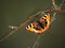 Dead Monarch Butterfly