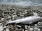 Dead mullet on shore of sea