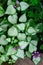 Dead-nettle or clear speckled Bacon Silver is distinguished by its serrated silvery-green leaves with green edging. The