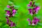 Dead-nettle (Lamium orvala) flower