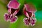 Dead-nettle (Lamium orvala) flower