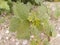 Dead - nettle Lamium plant