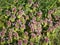 Dead nettle plant seen from above