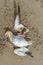 Dead northern gannet trapped in plastic