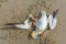 Dead northern gannet trapped in plastic fishing net