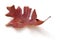 Dead Oak Leaf Isolated