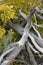 Dead oak tree branches and bushes with yellow oak leaves of the Autumn Fall Colorado America