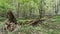 Dead old tree lies in the wild forest, a broken trunk of a large tree rot in a wildlife sanctuary, evening time is early autumn, n