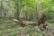 Dead old tree lies in the wild forest, a broken trunk of a large tree rot in a wildlife sanctuary, evening time is early autumn, n