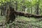 Dead old tree lies in the wild forest, a broken trunk of a large tree rot in a wildlife sanctuary, evening time is early autumn, n