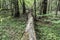 Dead old tree lies in the wild forest, a broken trunk of a large tree rot in a wildlife sanctuary, evening time is early autumn, n