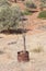 Dead olive tree, metal barrel