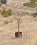 Dead olive tree, metal barrel