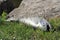 Dead pacific salmon with flies on it lying in the grass on the shore