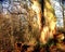 Dead and partially hollowed out oak in the Sababurg primeval forest