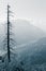 Dead pine tree on mountain landscape