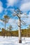 Dead pine tree at a Nordic bog