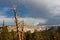 Dead Pine Tree in the Sierra Nevada