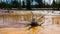 Dead pine in wetlands with geothermal in yellowstone park