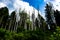 Dead pines in the midst of lush vegetation