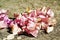 Dead Pink bougainvillea flowers