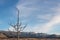 Dead plant foreground before snow mountain range, American Southwest desert winter