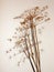 dead plant tree stem on white background shadow ornament pretty