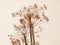 dead plant tree stem on white background shadow ornament pretty