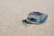 Dead and poisonous bluebottle lying on the beach sand