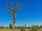 Dead Ponderosa Pine Tree