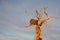 Dead popular diversifolia tree with Birds Nest