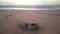 Dead puffer fish on beach in Lompoul sur Mer