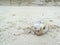 dead puffer fish on the beach sand