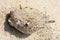 Dead puffer fish objects washed up on tropical beaches