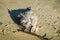 Dead puffer fish on the shore of Pacific Ocean