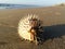 Dead Puffer Fish Washed up on Beach