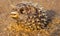 Dead Puffer Fish Washed up on Beach. Long-spine porcupinefish also know as spiny balloonfish - Diodon holocanthus on beach sand