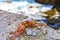 Dead red crab crabs on cliffs rocks Puerto Escondido Mexico