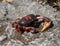 Dead red Cuban land crab on volcanic rock
