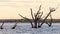 The dead red gum trees in lake bonney located in Barmera in the Riverland South Australia on 20th June 2020