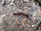 Dead red millipede with many legs on dirt or soil