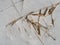 Dead reed stems on ice cover of melting lake