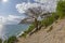 Dead relic pine at the path along the steep seashore