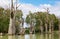 Dead river trees in the murray