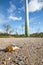 Dead Robin on ground - victim of wind turbine collision